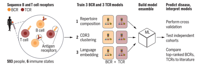 Disease diagnostics using machine learning of B cell and T cell receptor sequences