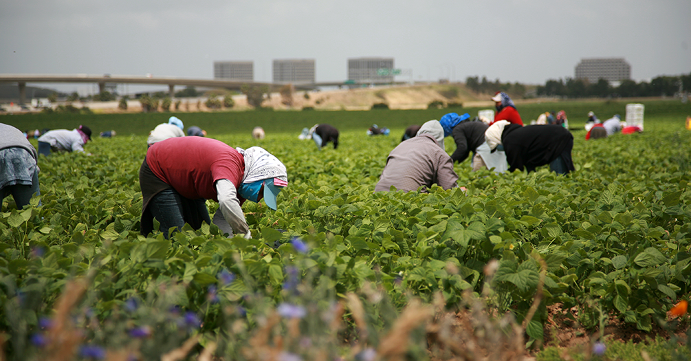 Several people working on a farm