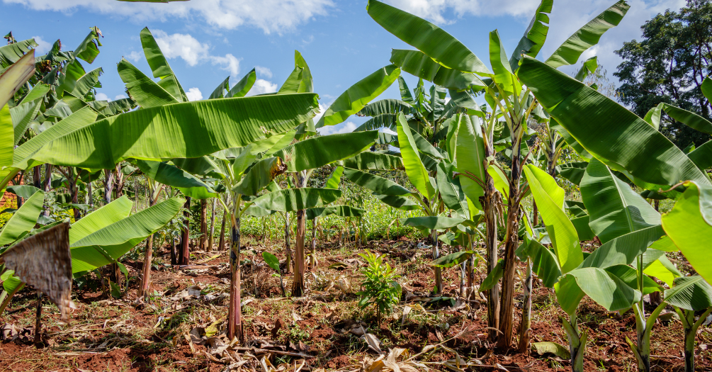 Amid climate extremes, Ugandan communities help shape the future of climate and health research