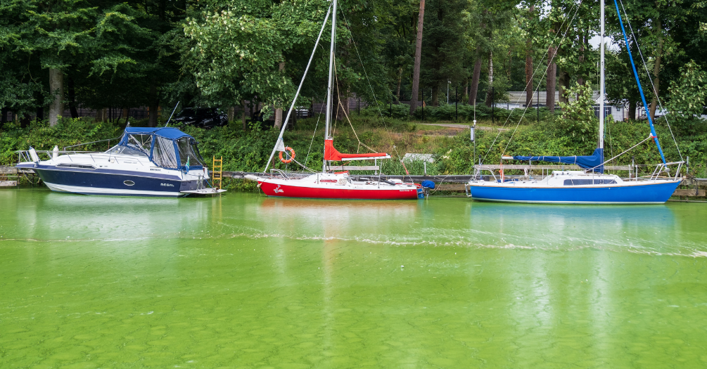Three boats parked on a lake experiencing a cyanobacterial algal bloom.