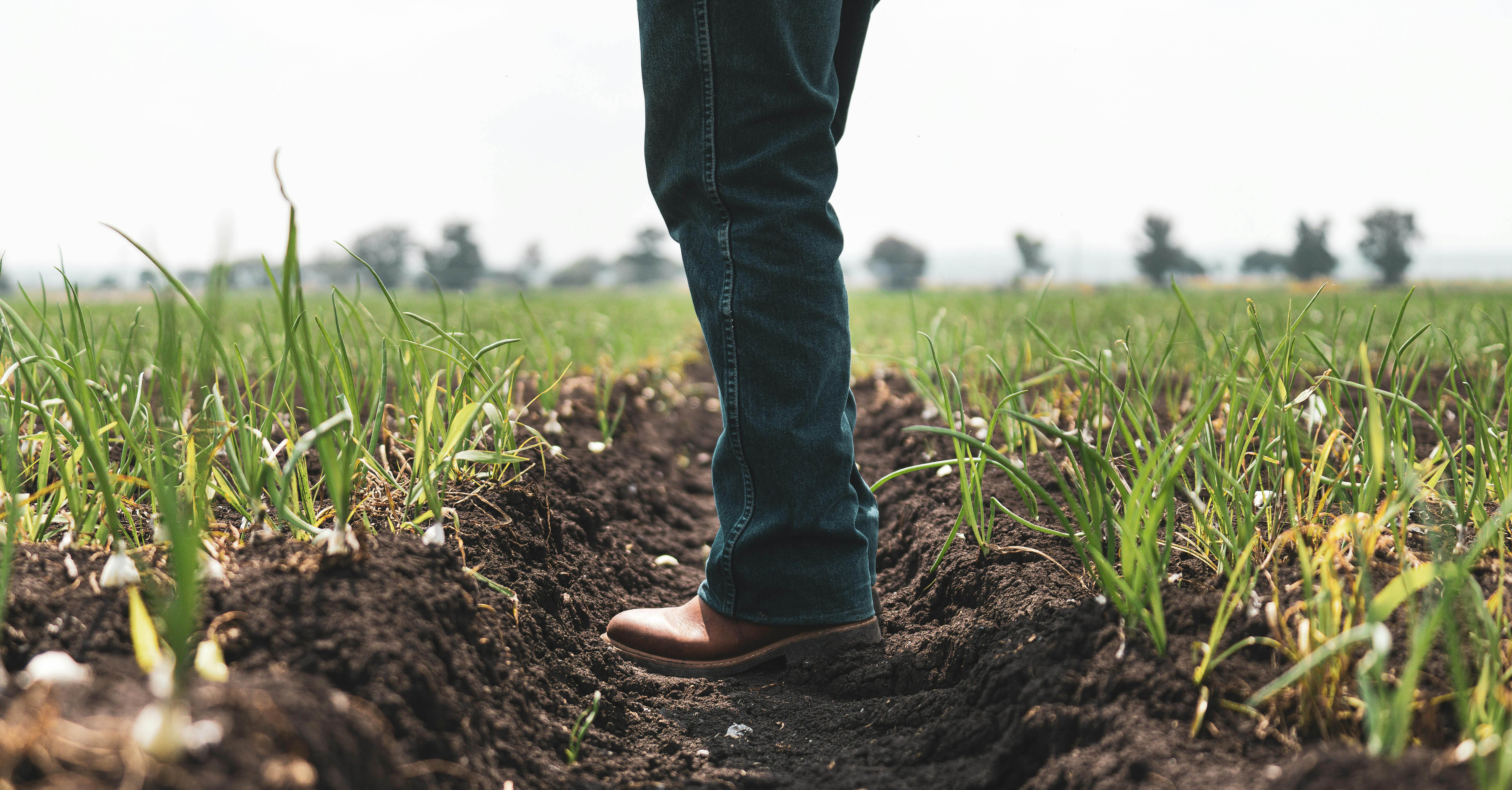 farmer standing in their crops