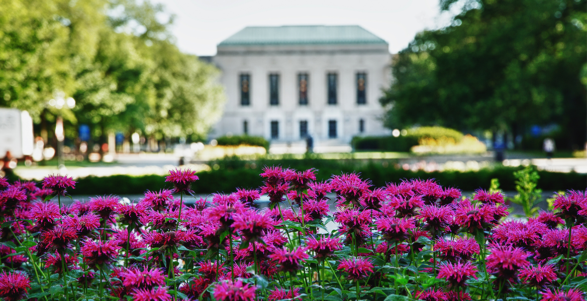 Beebalm on the University of Michigan campus